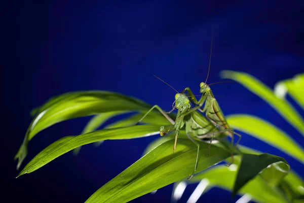 Mantis em macro — Fotografia de Stock