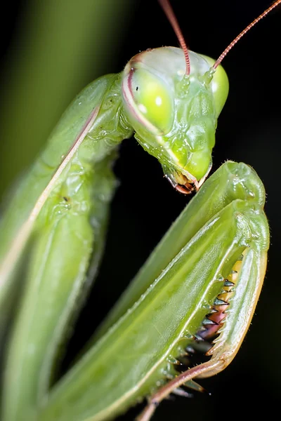 Mantis em macro — Fotografia de Stock