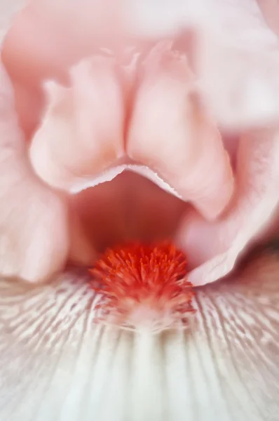 Blütenerotik — Stockfoto