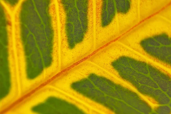 Листья растений — стоковое фото