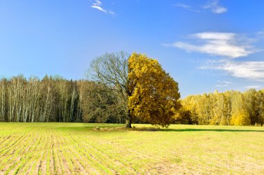 Yılın farklı zamanlarda yakalanan ağaç