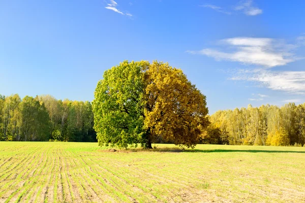 Boom gevangen op verschillende tijdstippen van het jaar — Stockfoto