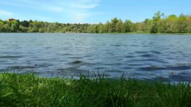 Rüzgarda savrulan bir gölün yeşil kıyısı