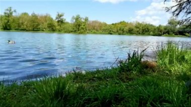 Rüzgarda savrulan bir gölün yeşil kıyısında ördekler ve zaman aşımı