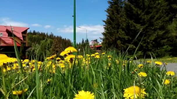 Paardebloem Taraxacum Officinale Wind Tijdsverloop — Stockvideo