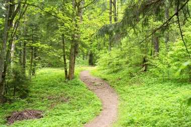 Red hiking trail marking on a tree trunk in the forest 
