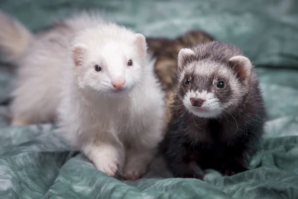 Cute brown and white ferrets. — Stock Photo, Image