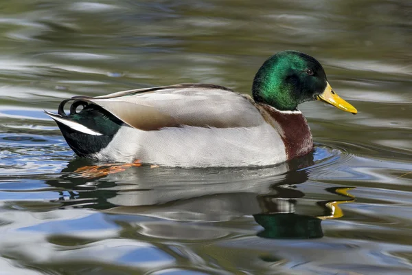 Spiegelbild einer Stockente im Wasser. — Stockfoto