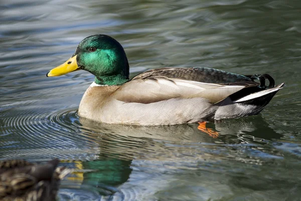 雄性绿头鸭在池塘里游泳. — 图库照片