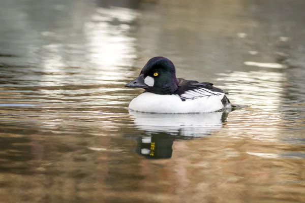 Goldeneye comum nadando na água . — Fotografia de Stock