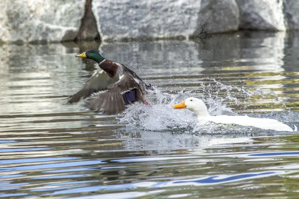 Mallard flies from water. — Stock Photo, Image