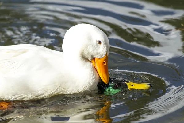 Pekin duck fights with mallard. — Stock Photo, Image