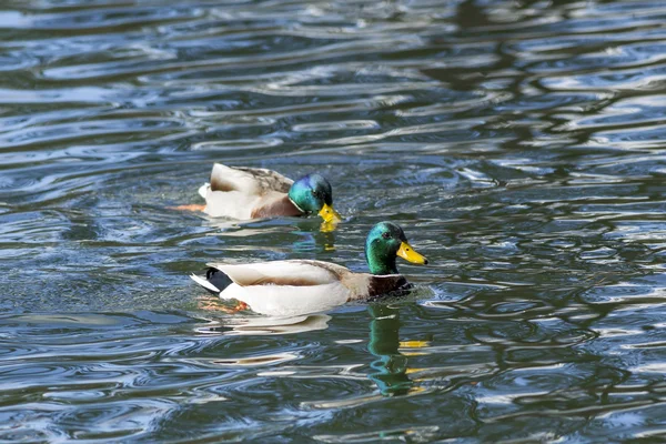 Two mallards in the pond. — Stock Photo, Image