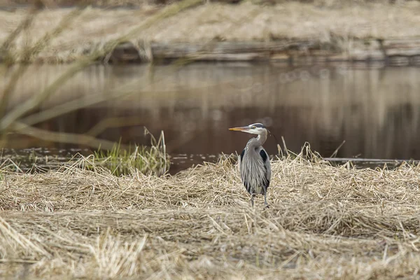 Reiher zu Wasser im Gras. — Stockfoto