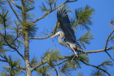 Heron Gaga sopa ile.