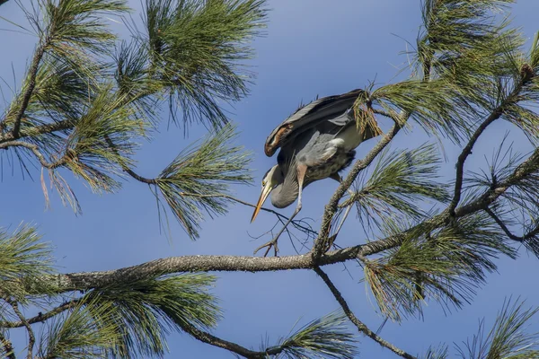 Heron pe ramură cu băț . — Fotografie, imagine de stoc