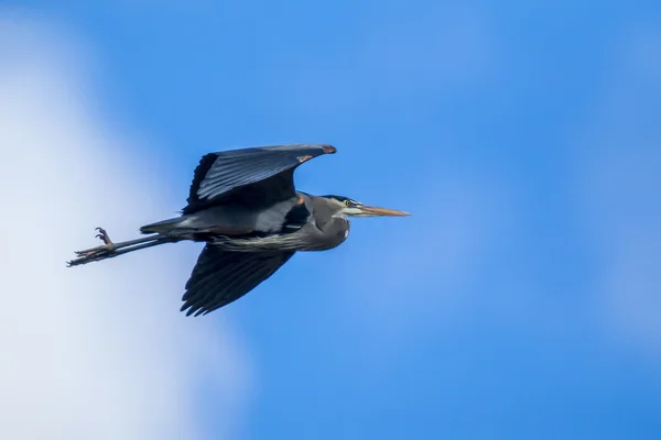 Heron flying in the sky. — Stock Photo, Image