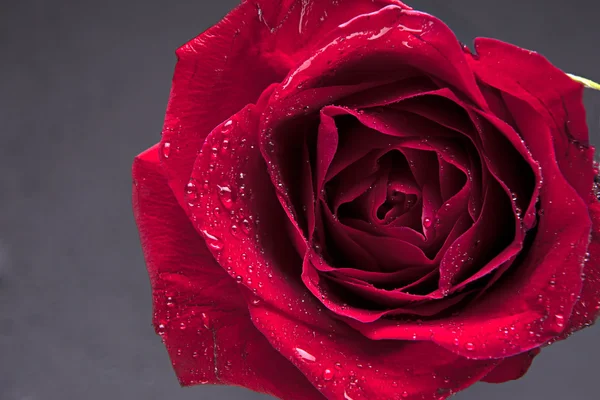 Close up of rose. — Stock Photo, Image