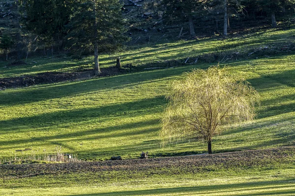 Arbre panoramique dans les pâturages . — Photo