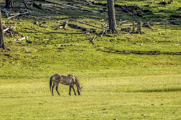 Caballo solitario pastando en los pastos . — Foto de Stock