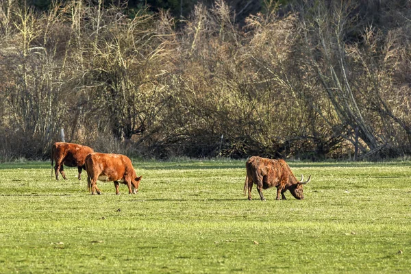 Grazend vee in veld. — Stockfoto