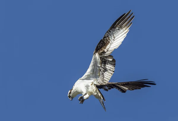 Osprey flutters suas asas . — Fotografia de Stock