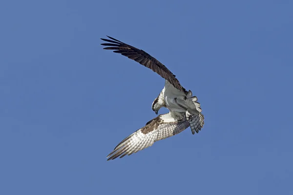 Osprey vleugels in voorwaartse flutter. — Stockfoto