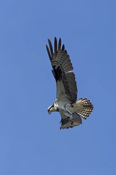 Majestuosa águila pescadora en el cielo . — Foto de Stock