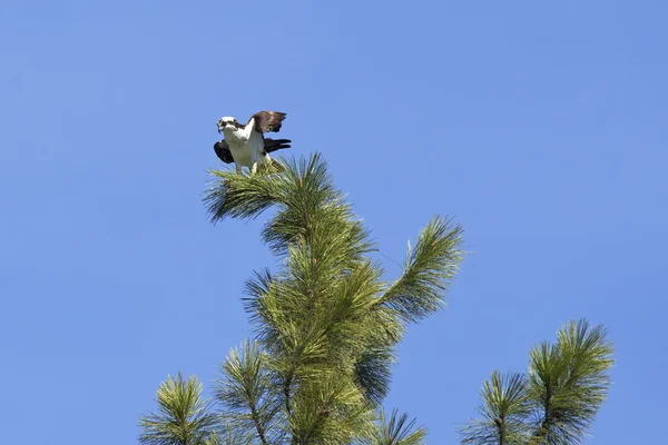 Osprey сидел на вершине дерева . — стоковое фото