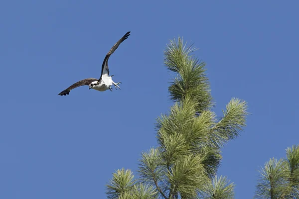 Osprey despega de la sucursal . — Foto de Stock