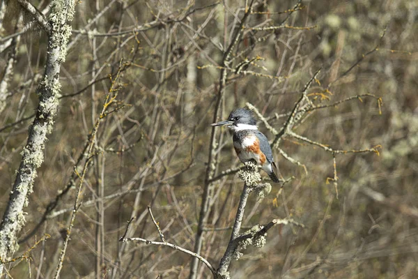 Kingfisher perched on branch. — Stock Photo, Image