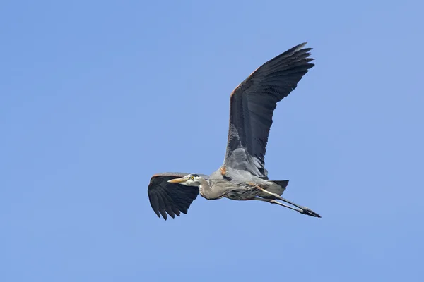 Heron in flight up high. — Stock Photo, Image