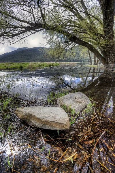 Rocas en el agua por un árbol . — Foto de Stock