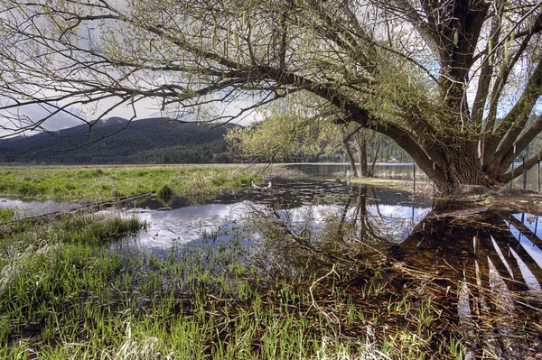 Pequena área inundada por árvore . — Fotografia de Stock