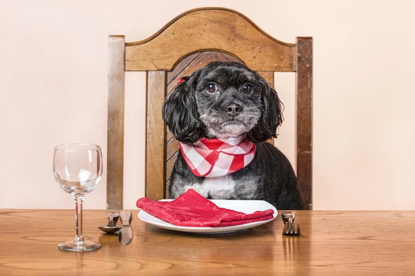 Hond wacht op zijn eten, — Stockfoto