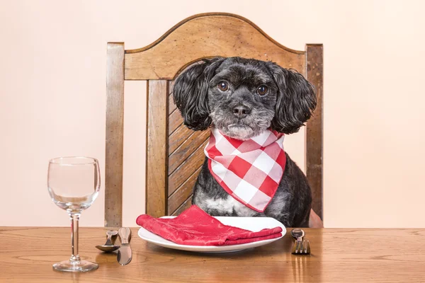 Hond aan tafel. — Stockfoto