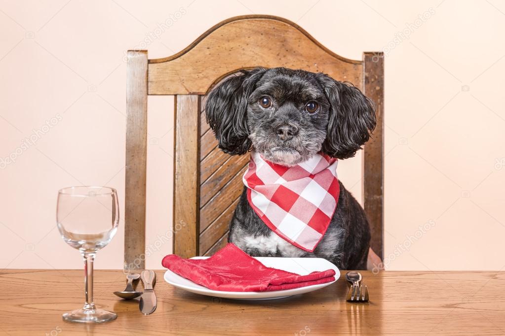 Dog at the table. Stock Photo by ©gjohnstonphoto 106890278