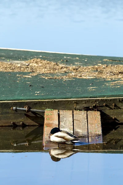 Nestled duck sits on ramp to dock. — Stock Photo, Image