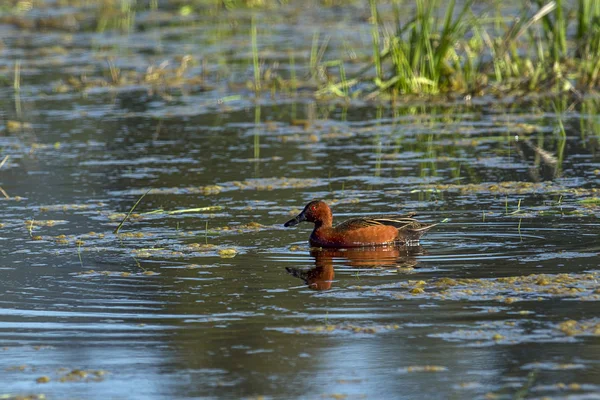 Sarcelle de cannelle dans l'eau . — Photo