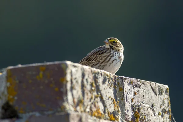 Small savannah sparrow. — Stock Photo, Image