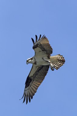 Osprey kanatlı.