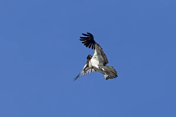 Osprey se cierne en el cielo . — Foto de Stock