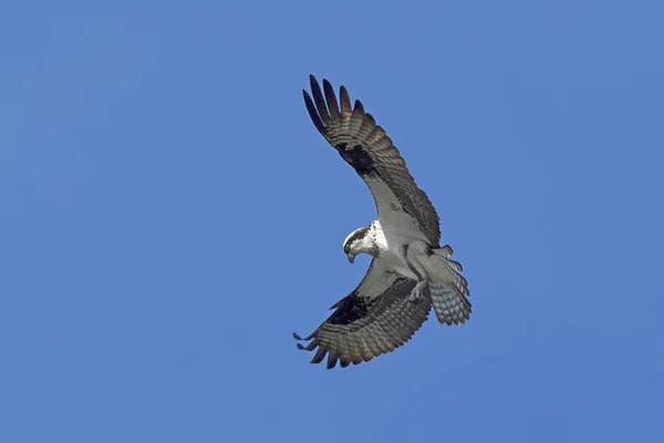 Osprey with wings spread in sky. — Stock Photo, Image
