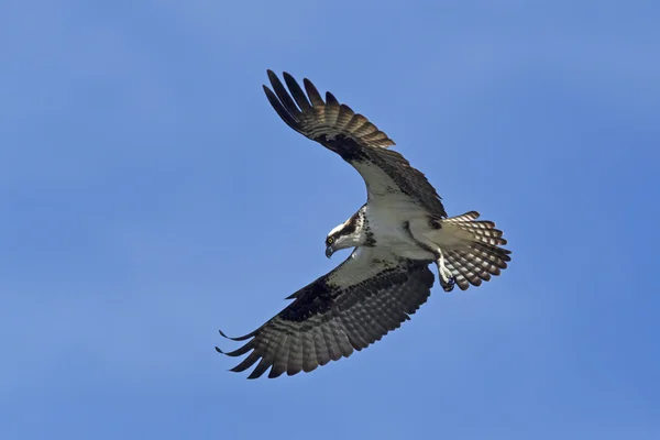 Hermosa águila en el cielo . — Foto de Stock