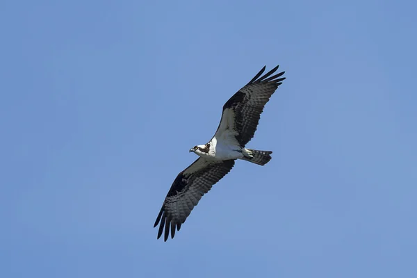 Osprey stijgende hoog in de blauwe hemel. — Stockfoto