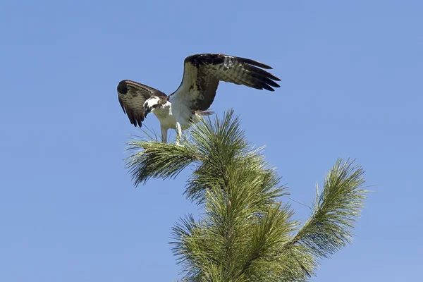 Águila pescadora encaramada extiende alas . — Foto de Stock