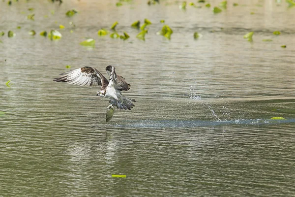 Osprey capturas peixe grande . — Fotografia de Stock