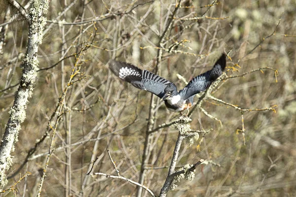 Kingfisher toma vuelo . — Foto de Stock
