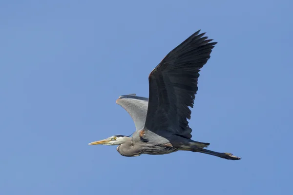 Heron with wings spread in sky. — Stock Photo, Image