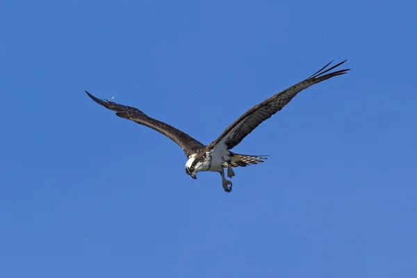 Osprey procurando o peixe abaixo . — Fotografia de Stock